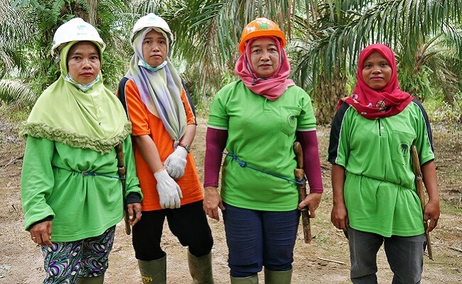 infosawit