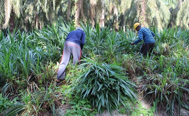 Wilmar budidaya rumput odot infosawit