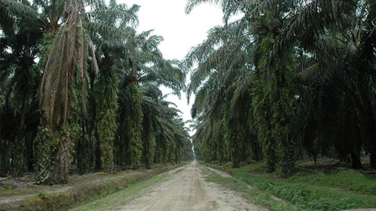 infosawit