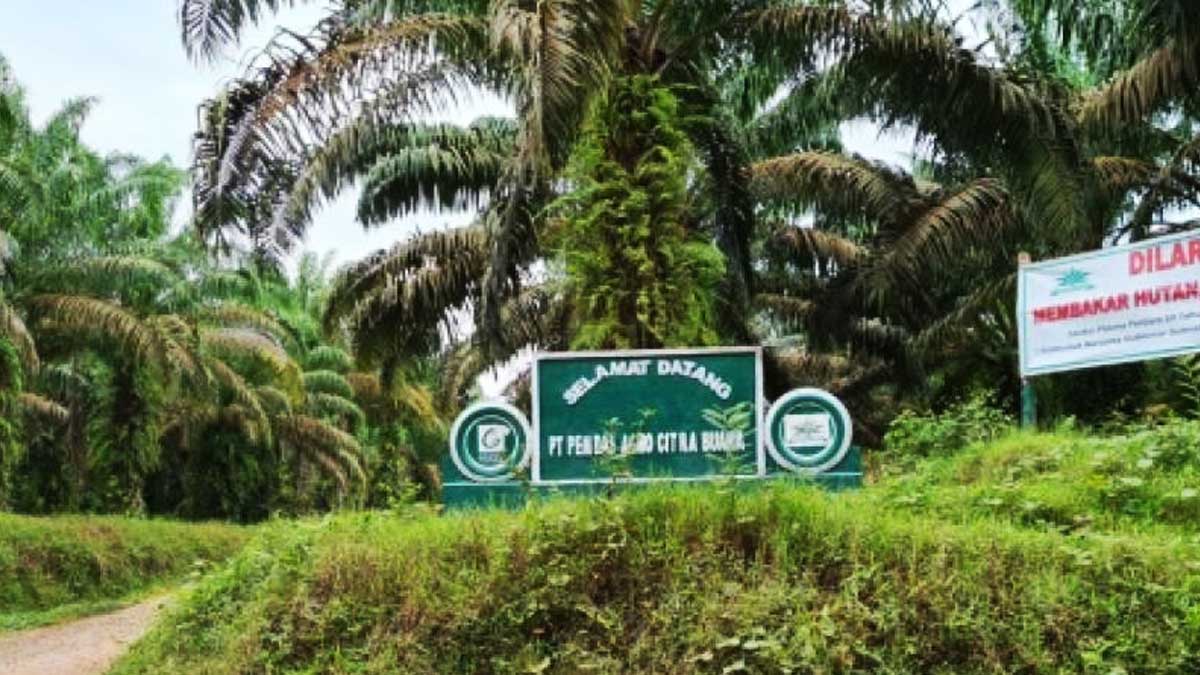 infosawit