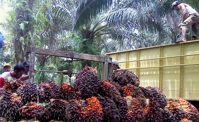 infosawit