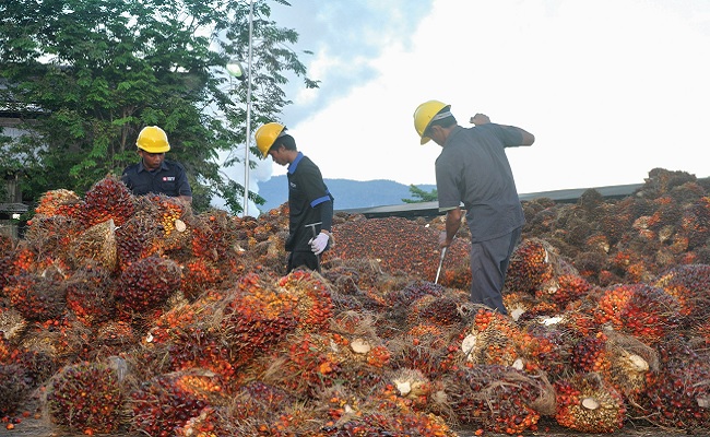 Harga TBS Sawit Kaltim Periode II-Juni 2022 Turun Rp 469,57/Kg, Berikut Harganya.. Infosawit