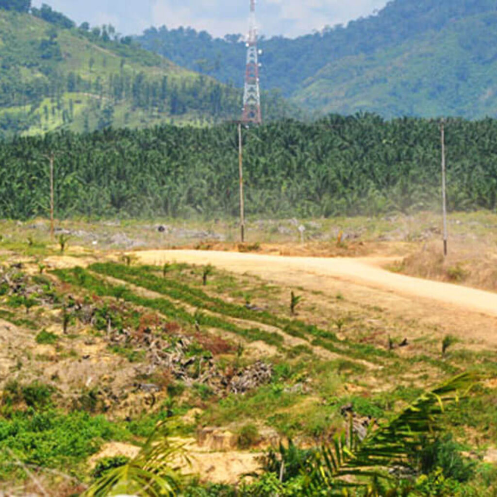 infosawit