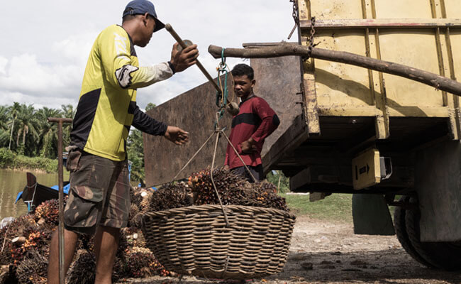 Harga TBS Sawit Jeblok, Petani Masih Dibebani Potongan Wajib info sawit