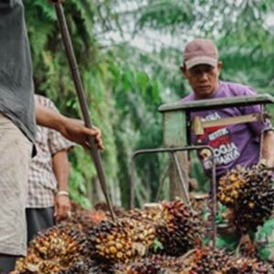 Harga TBS Sawit Riau Periode 29 Juni – 5 Juli 2022 Turun Rp 561,89/Kg, Berikut Harganya.. Infosawit