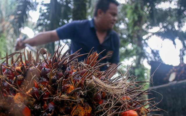 Harga TBS Sawit Sumut Periode 22-28 Juni 2022 Melorot Rp 517,01/Kg, Berikut Harganya.. info sawit