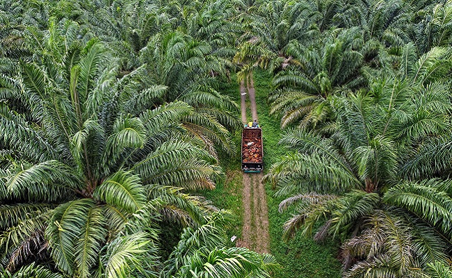 Krisis Pekerja, Industri Sawit Hingga Manufaktur Malaysia Kehilangan Potensi Laba info sawit