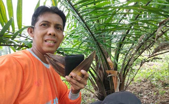 info sawit