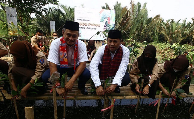 info sawit