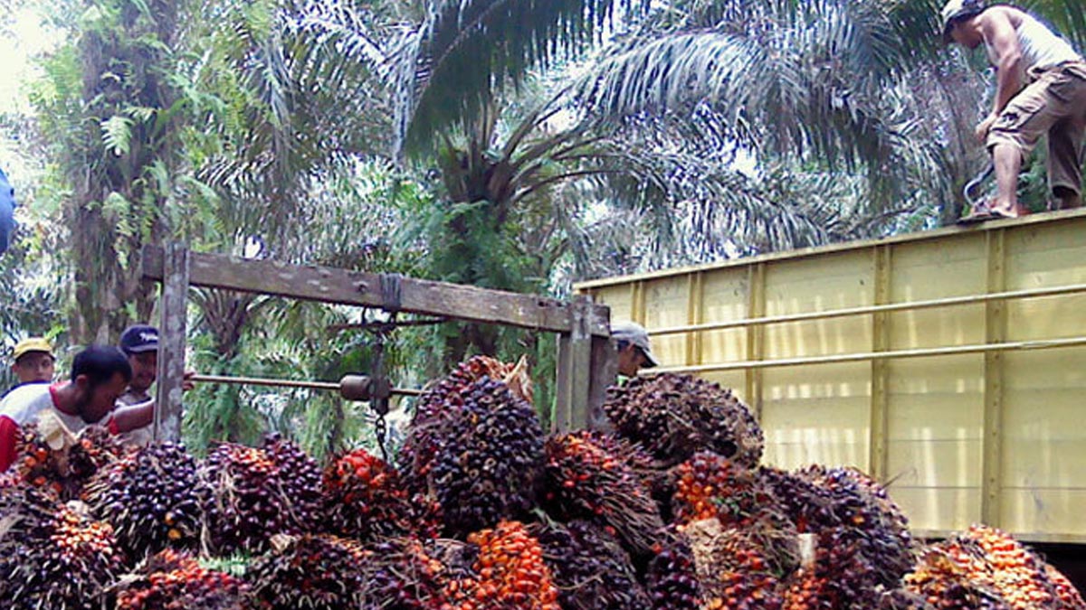 Harga TBS Sawit Riau Periode 8-14 Juni 2022 Turun Rp 95,13/Kg, Berikut Harganya.. InfoSAWIT