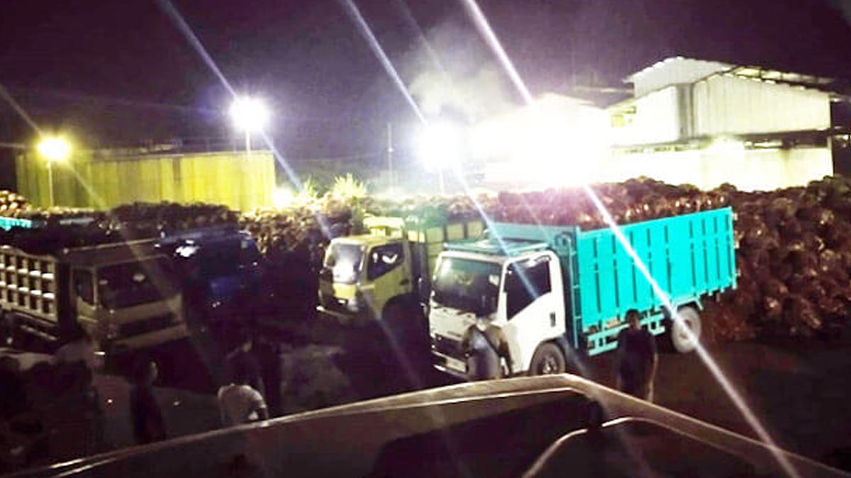 Apkasindo: Mari Kita Jadikan Peristiwa Larangan Ekspor Sebagai Intropeksi Tata Kelola Sawit