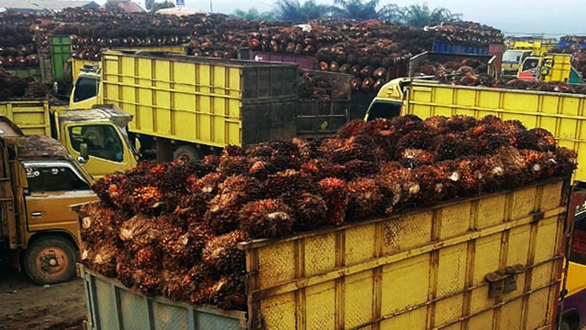Petisi Pencabutan Larangan Ekspor CPO dan Produk Turunannya Dikabulkan Presiden Jokowi