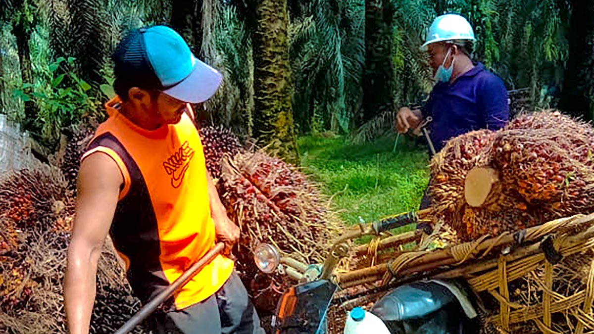 Petani Sawit Tertekan Harga TBS yang Terpangkas InfoSAWIT