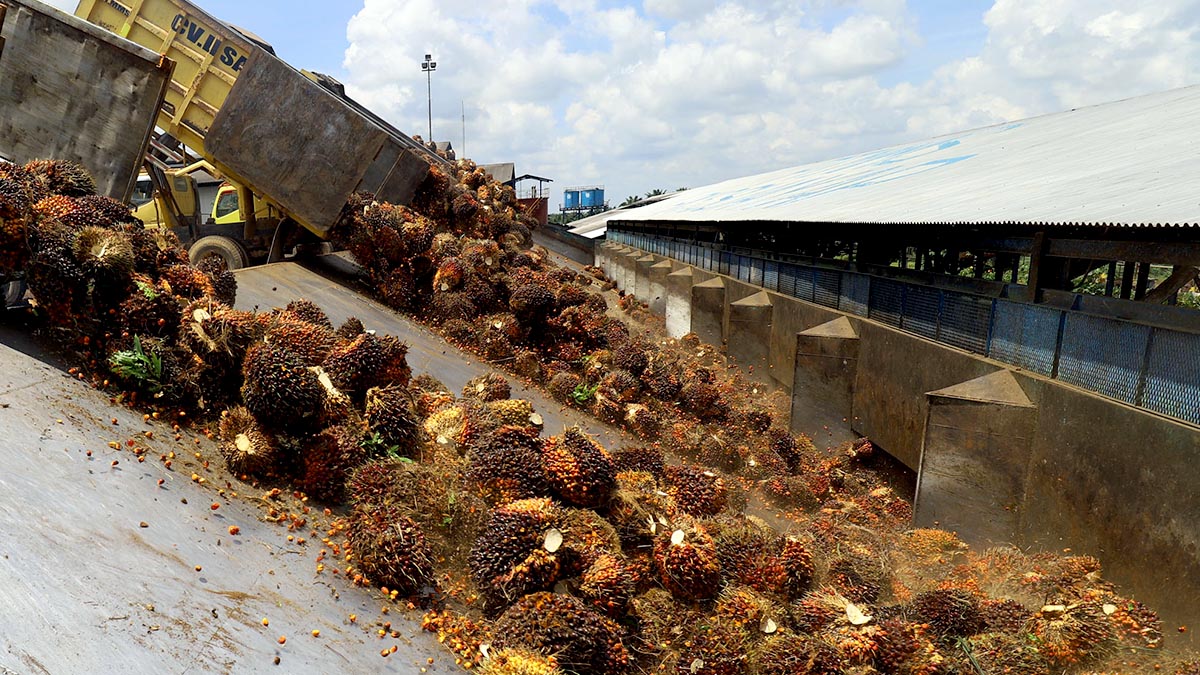 Harga TBS Sawit Diturunkan, Pabrik Sawit Sawit Langgar Aturan InfoSAWIT