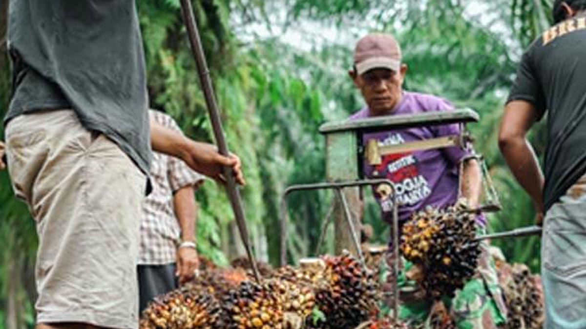 Harga TBS Sawit Riau Periode 11-18 Mei 2022 Melorot Rp 972,29/Kg, Berikut Harganya.. InfoSAWIT