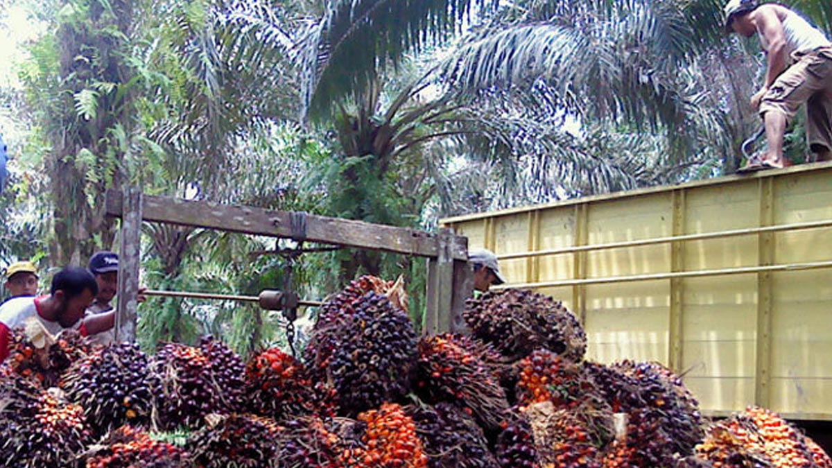 InfoSAWIT