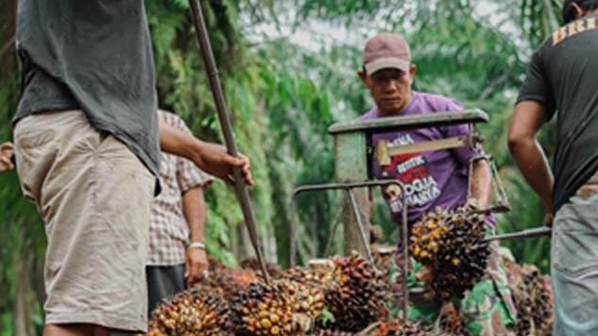 Harga TBS Sawit Sumut Periode 27 April – 10 Mei 2022 Turun Rp 308,46/kg InfoSAWIT