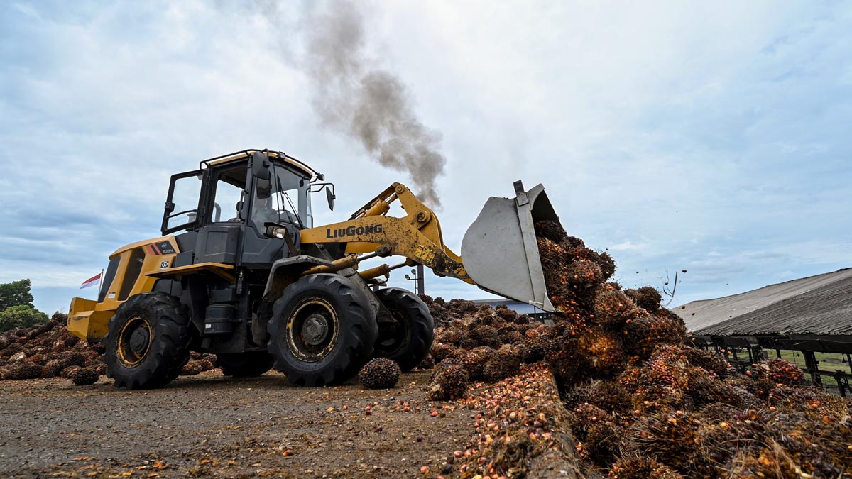 Produksi TBS Sawit Astra Agro Menurun di 2021, Tapi Produksi CPO Digenjot InfoSAWIT