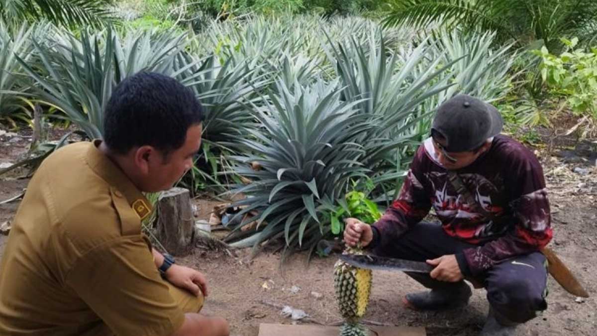 Nanas-Sawit InfoSAWIT