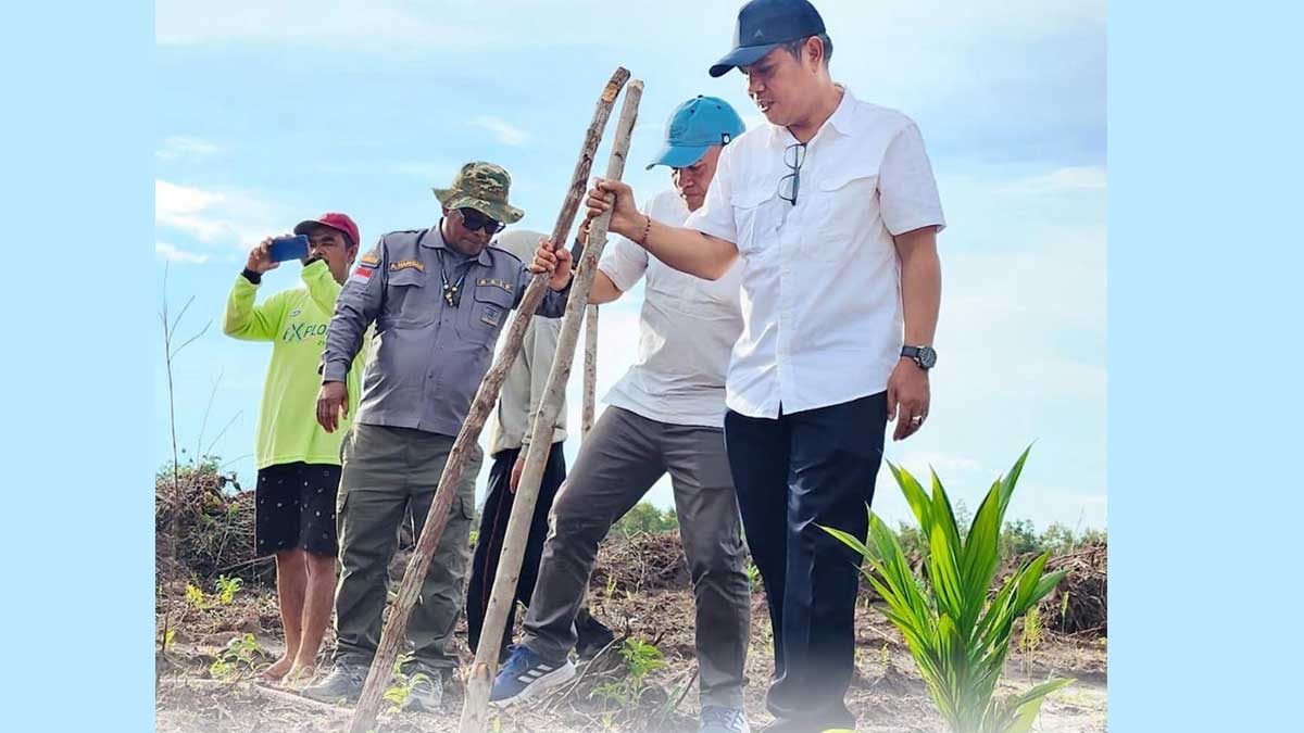 padi-gogo-sawit-di-Kalteng InfoSAWIT