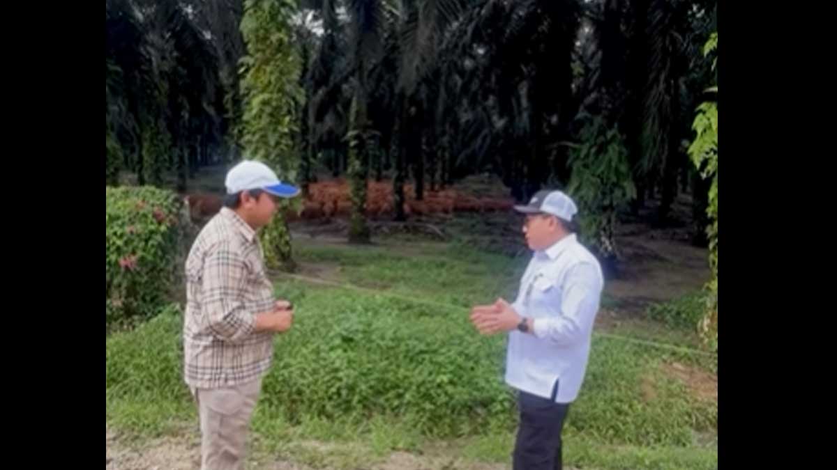 InfoSAWIT