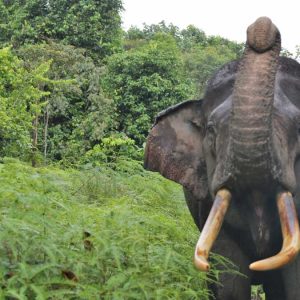 gajah-ilustrasi InfoSAWIT