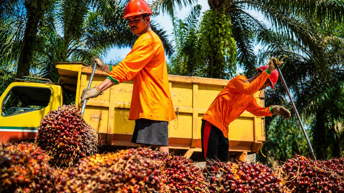 Bumitama-Agri-Panen-TBS-Sawit InfoSAWIT