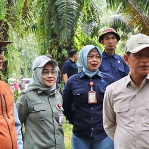 Wamenko-Pangan-pantau-sawit-sapi InfoSAWIT