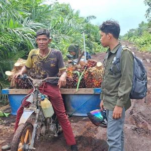 InfoSAWIT