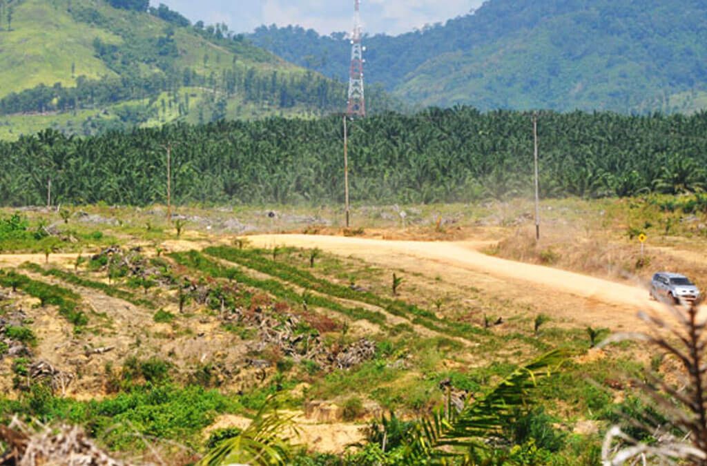 InfoSAWIT