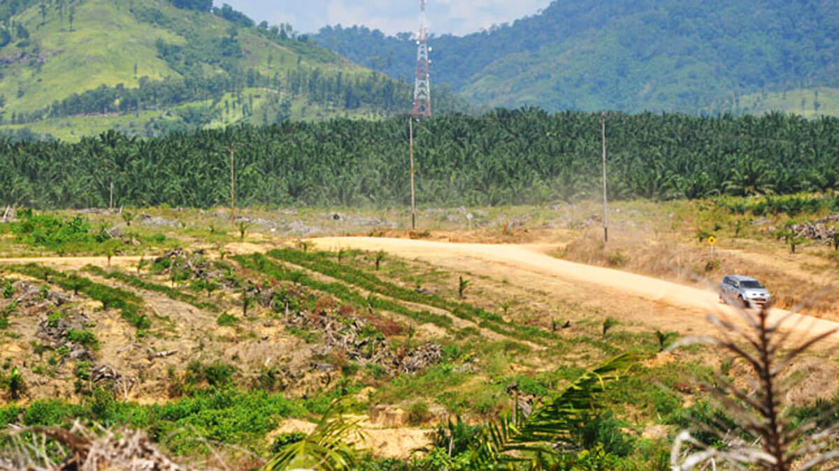 Kebun Sawit Musim Kemarau InfoSAWIT