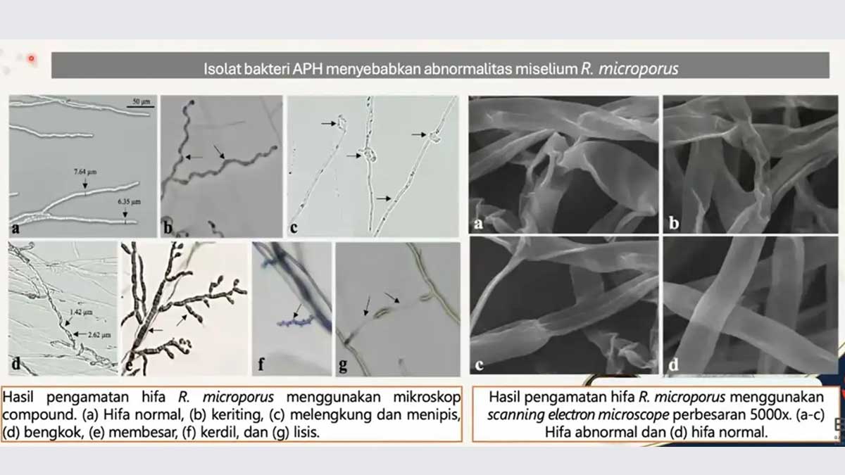 BRIN-Mikroba InfoSAWIT