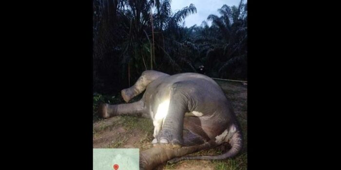 Gajah-BKSDA-Aceh-Tamiang InfoSAWIT