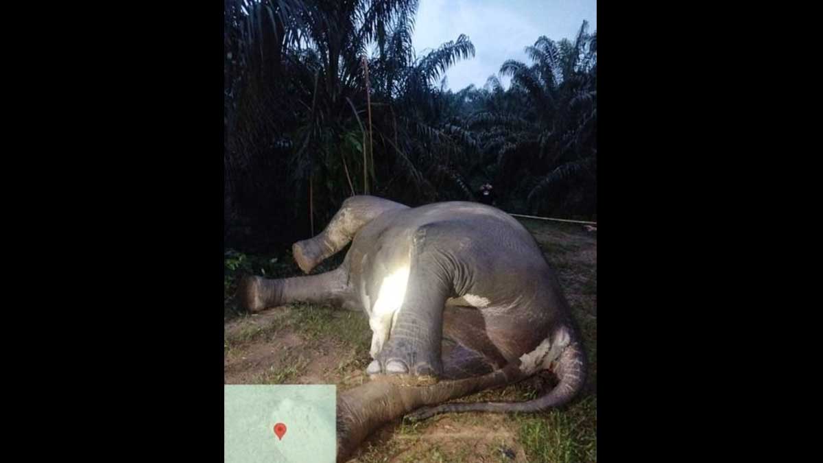 InfoSAWIT