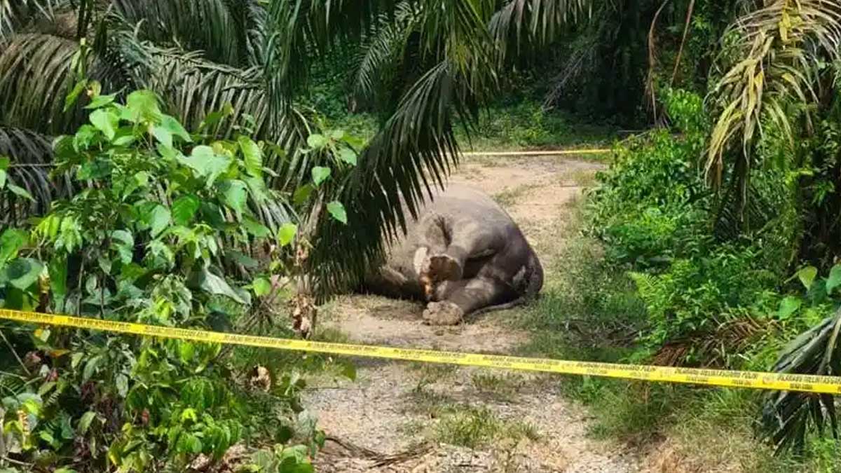 Gajah-mati-di-Aceh InfoSAWIT