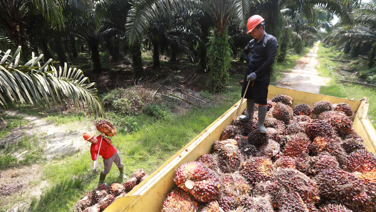 Cisadane-Sawit-Raya-04 InfoSAWIT