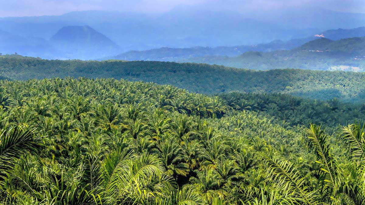 Kebun-Sawit_Dede-Sugiana_Sawit-fest-2021 InfoSAWIT