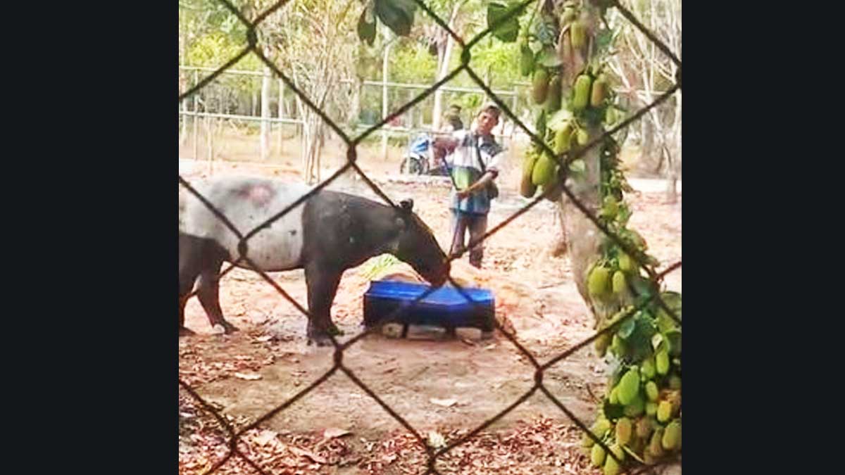 Tapir-di-Mesuji InfoSAWIT